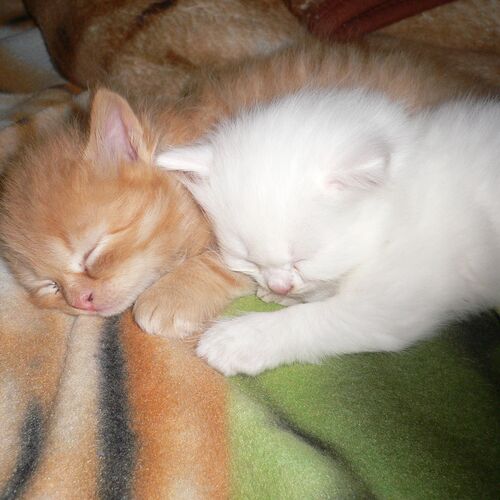 Photo #7644210