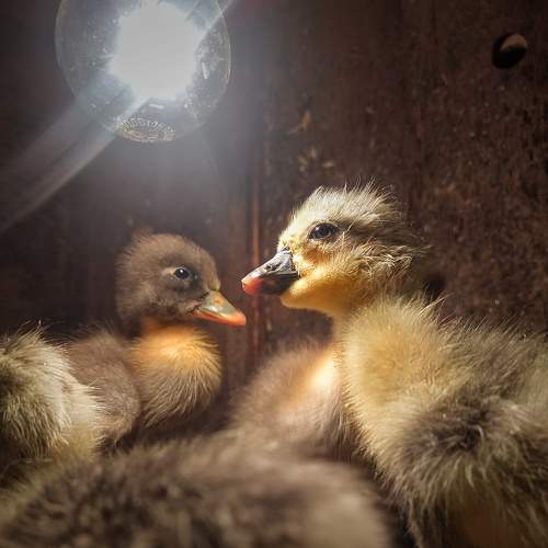 Photo #7645529