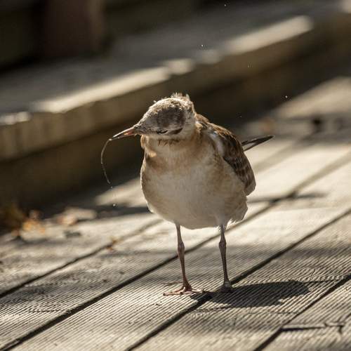 Photo #7645969