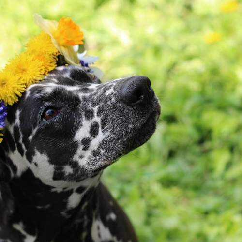 Photo #7646245