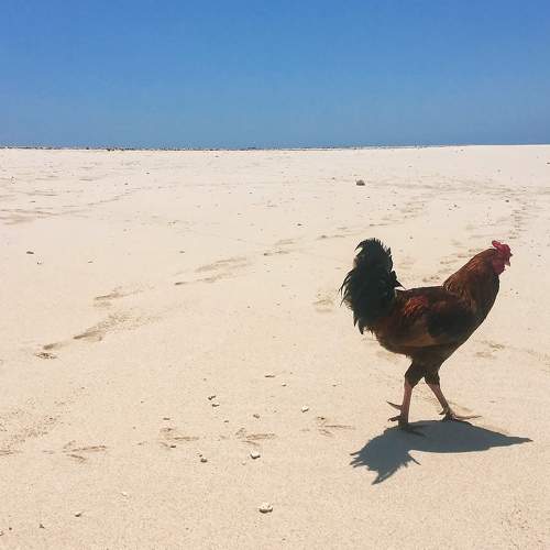 A rooster in uninhabited island. Madagascar.