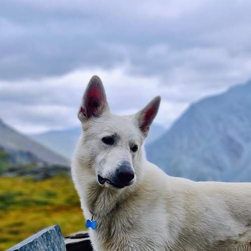 Buddy in the mountains