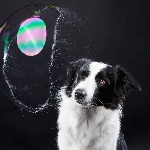 Photo #7647462