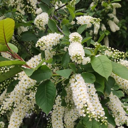 Photo #7647642