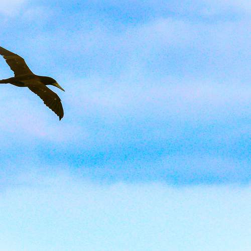 Free