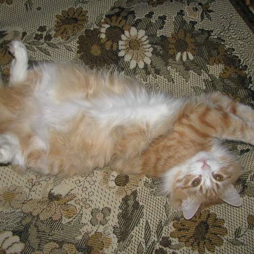 Photo #7648698
