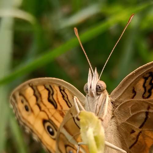 Photo #7650071