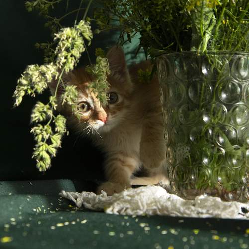 Photo #7651328