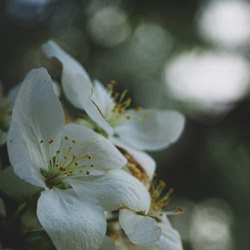 Photo #7652011