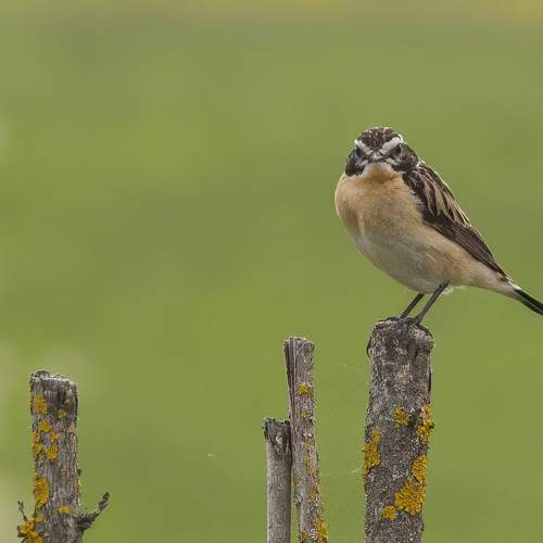 Photo #7652036