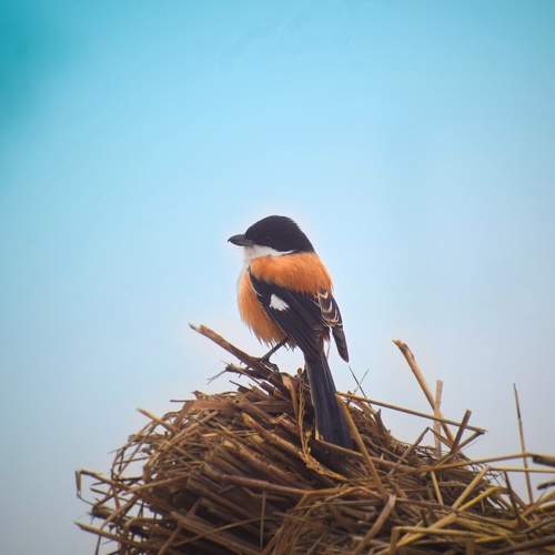 Burmese Shrike
