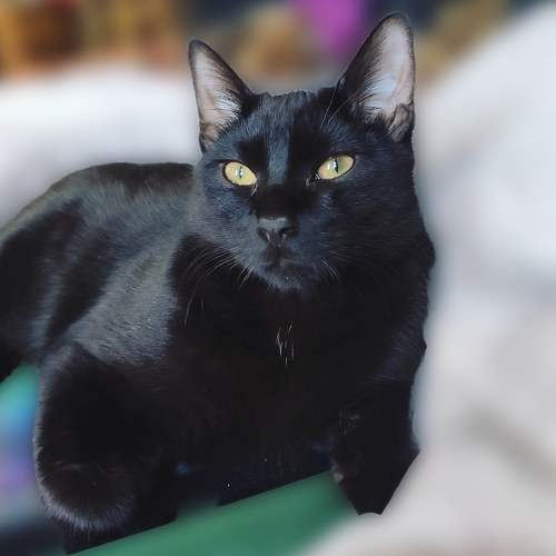 Photo #7654435