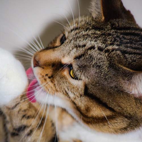 Photo #7654492