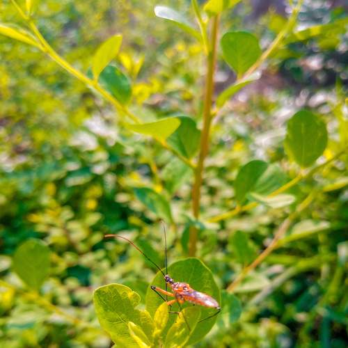 Insect