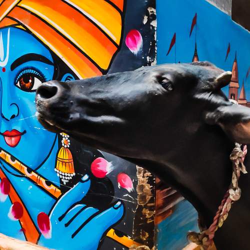 Photo #7655674