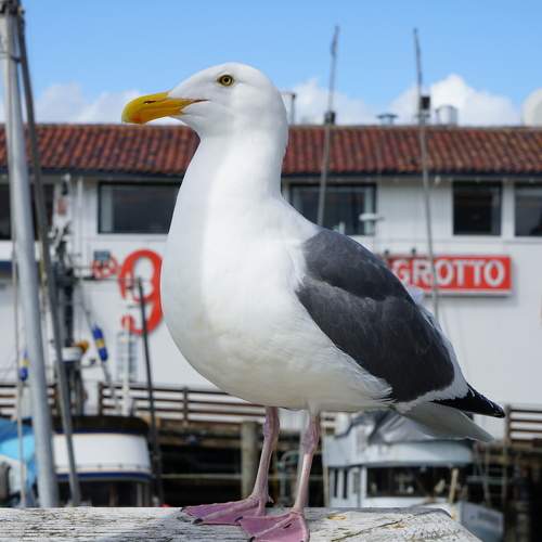 Photo #7655740