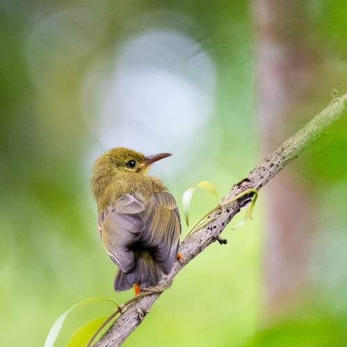 Olive-Backed Sunbird