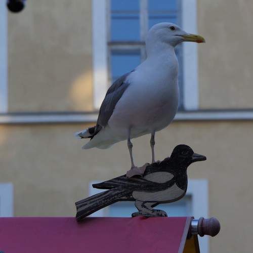 Photo #7656844