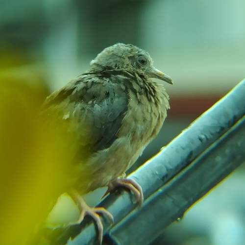 Photo #7658120