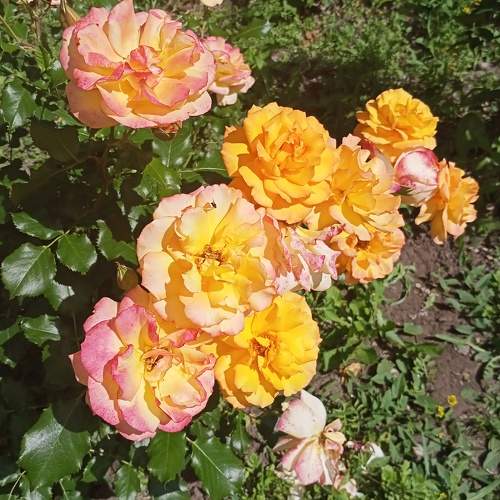 Photo #7658302