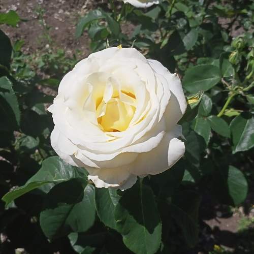 Photo #7658304