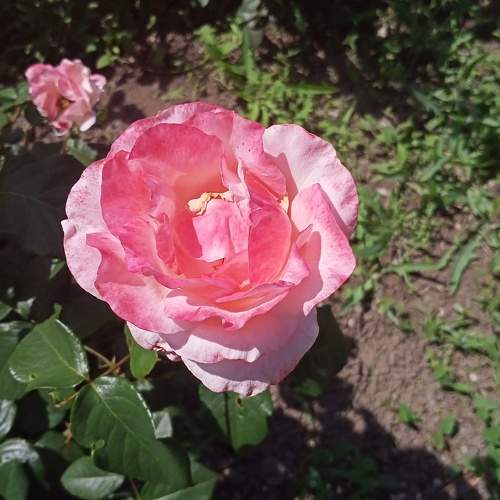 Photo #7658306