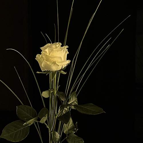Photo #7660301