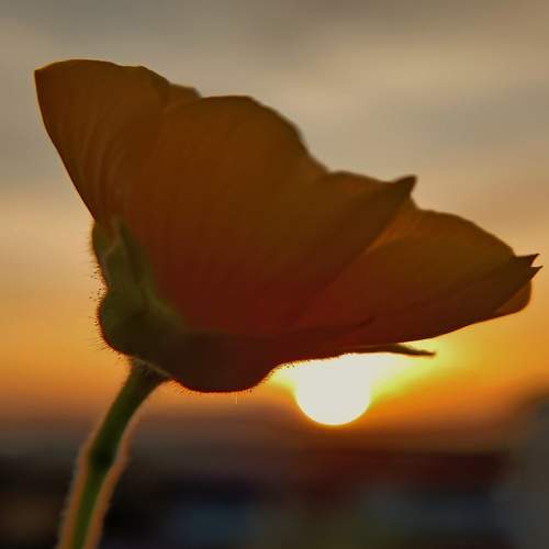 Sunset Photography