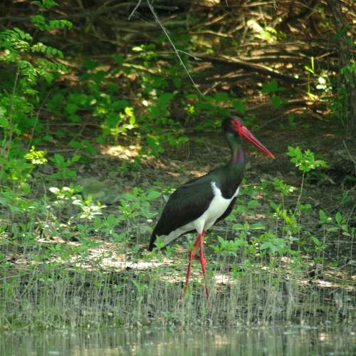 Black Stork at the Bank of the Danube