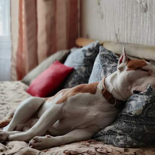 Photo #7662464