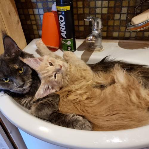Photo #7666247