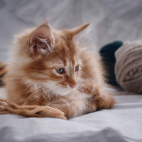 Photo #7668276