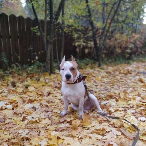 Photo #7668288