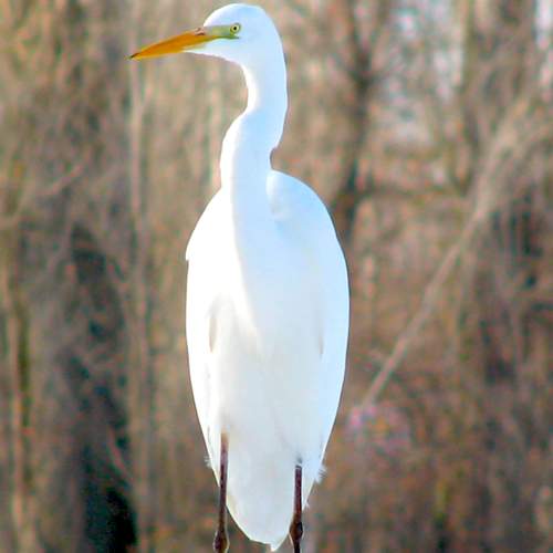 Photo #7670428