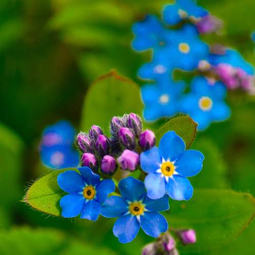 Незабудка