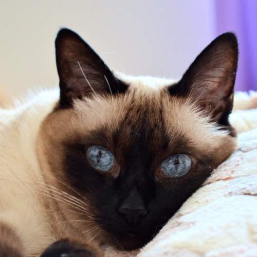 Photo #7672395