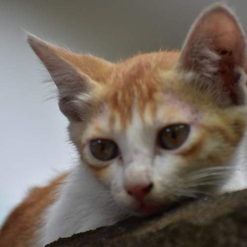 Photo #7673473