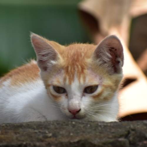 Photo #7673476