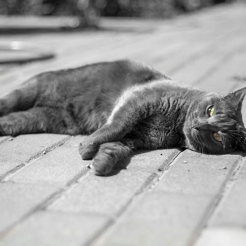 Photo #7674996