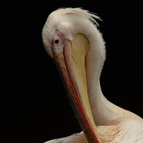 Shy White Pelican