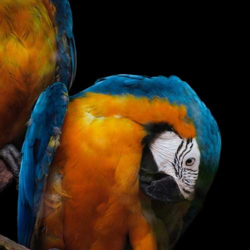 Portrait of Macaw