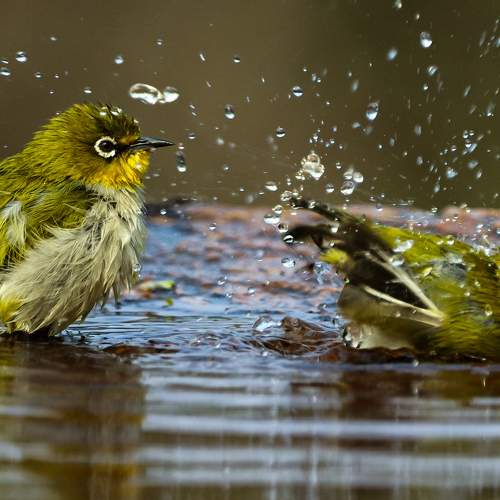 Two little Indian white-eye