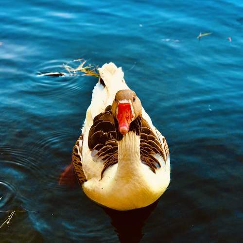 Photo #7677344