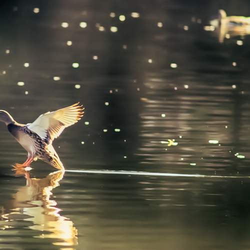 Photo #7677784
