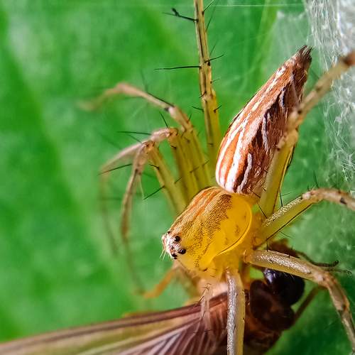 Spider hunting