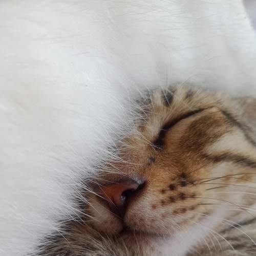 Photo #7679338