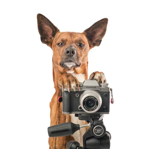 Dexter photographer