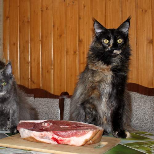 Photo #7679787
