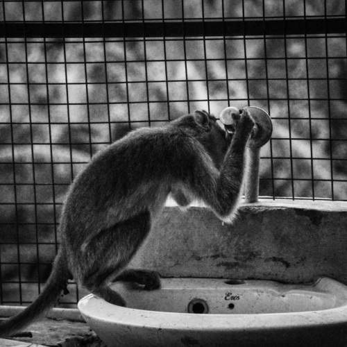 Save water save nature save animals