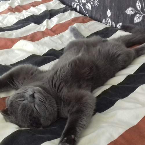 Photo #7680272
